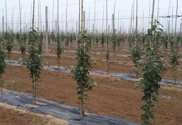 如何正确区分乔化短枝矮化苹果品种买苗前必看