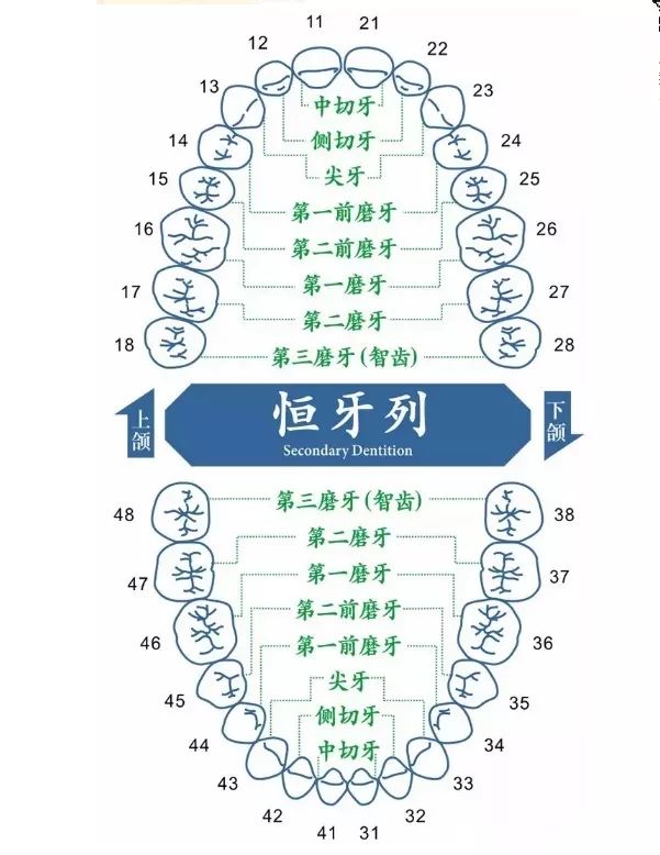 龋齿首先是牙齿出现龋坏,会有龋洞,儿童进食时会有食物嵌塞感