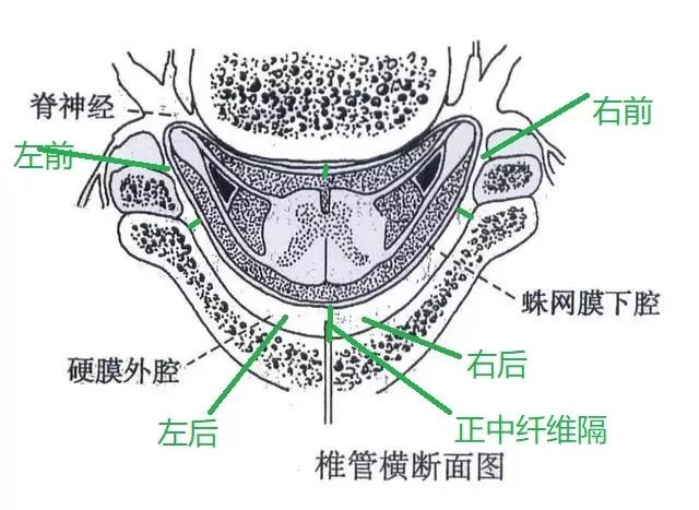 硬膜外解剖层次图谱图片