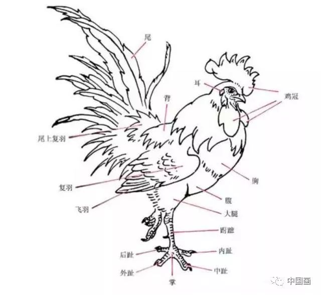 公鸡简单画法步骤图片