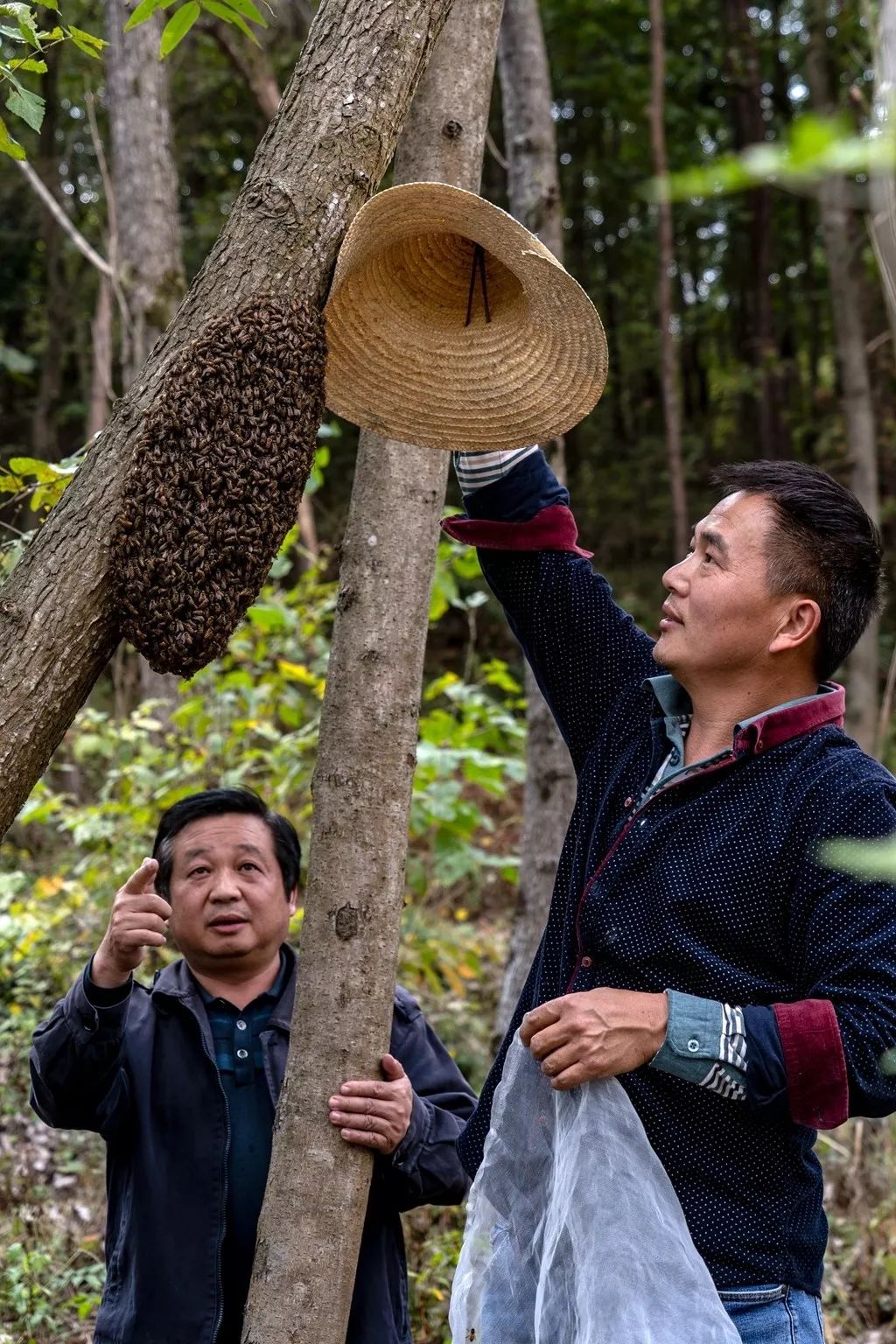金寨土蜂蜜：自然的甜蜜使者