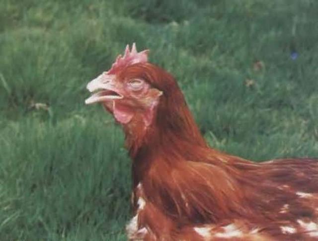 鸡老是咳嗽,打呼噜,治疗不好?教你一招,轻松搞定