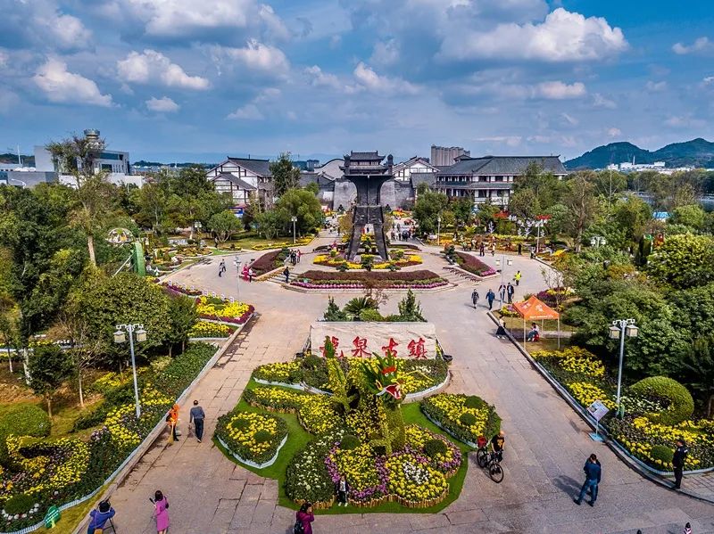 龙泉镇菊花展开幕啦市民休闲又添新去处