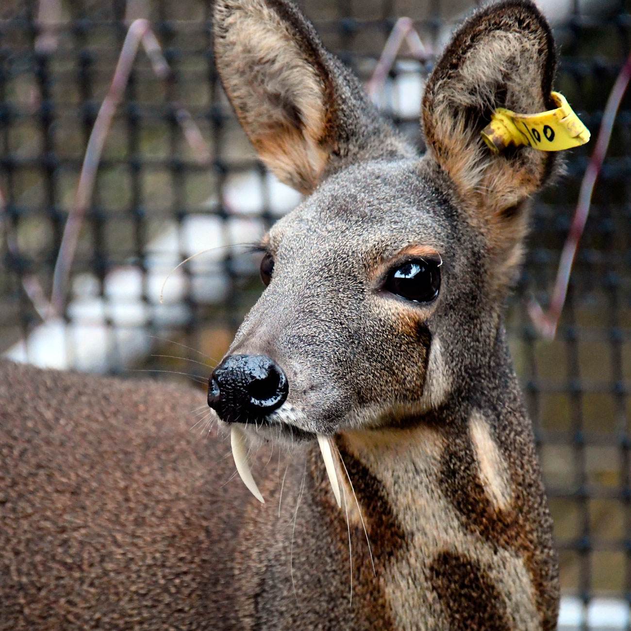 冰片虽小却有奇效中药里的无冕之王