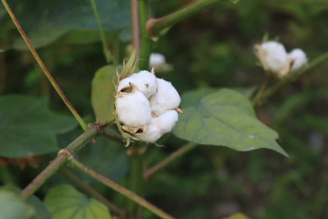 谷雨种棉花图片