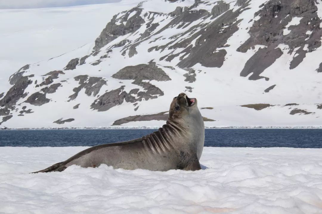 海狮 自由翱翔的飞鸟陪您过大年 带上爱人,孩子,父母,去南极包饺子,写