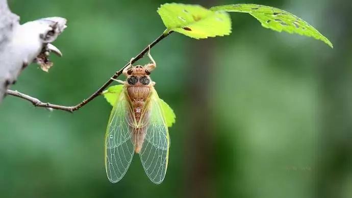 哈尼山乡的秋蝉