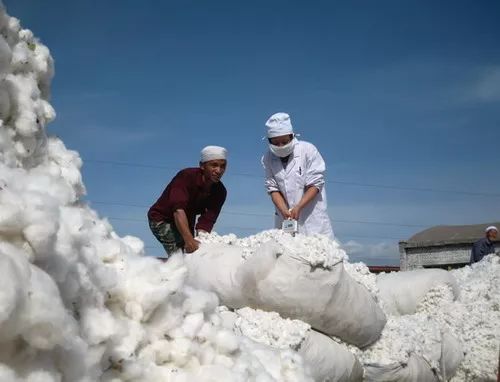 棉花暖爱意绵昌吉消防发布棉花防火微视频