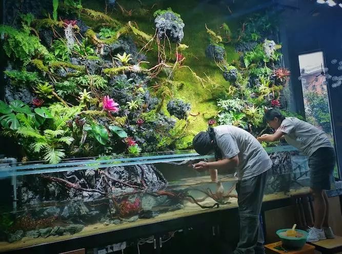 满载梦想的大作热带雨林水草缸造景一体化实验田