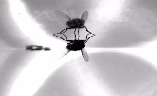 如果科学家让将机器人像苍蝇一样飞！
