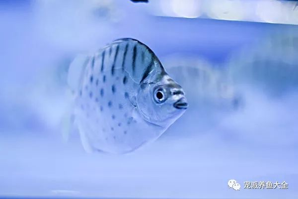 每日一鱼银鼓鱼体银白色背鳍前的硬棘条有毒