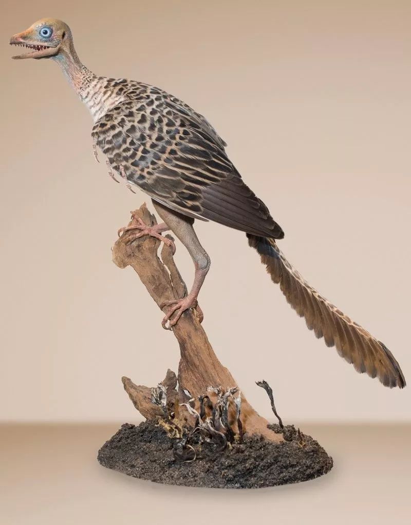 林蜥或许可以告诉你答案!