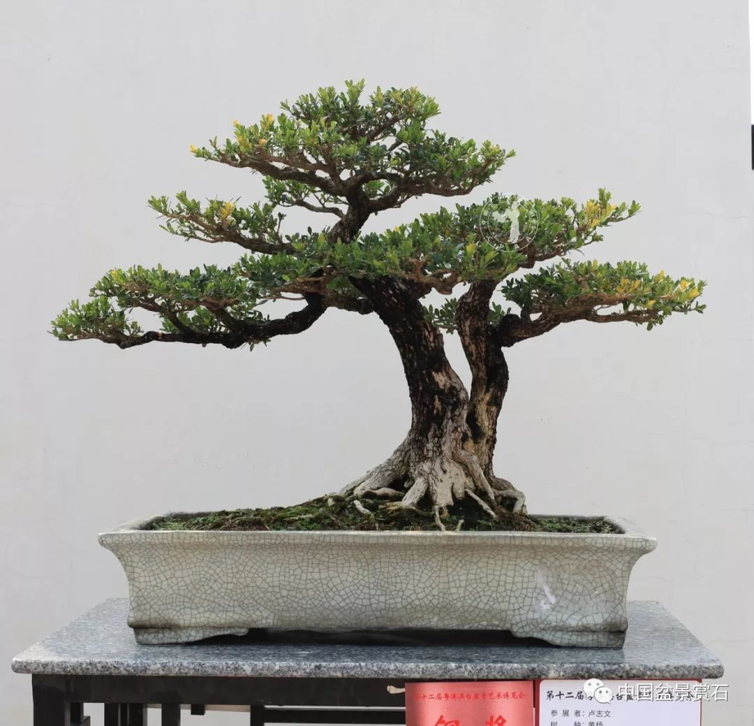 第十二届粤港澳台盆景艺术博览会获奖作品大放送下