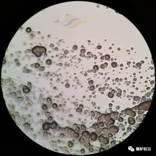 图21:鰤鱼诺卡氏菌在脑心浸液培养基上的菌落形态(40x)点评21:光学