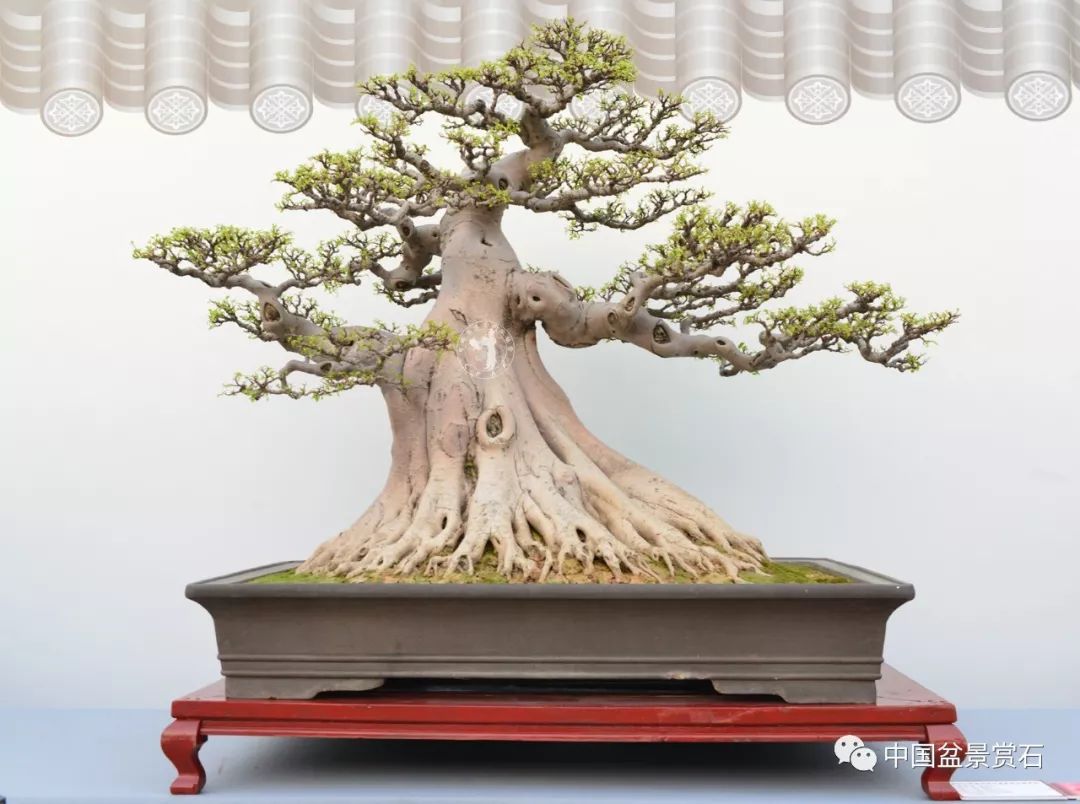 第十二届粤港澳台盆景艺术博览会获奖作品大放送下