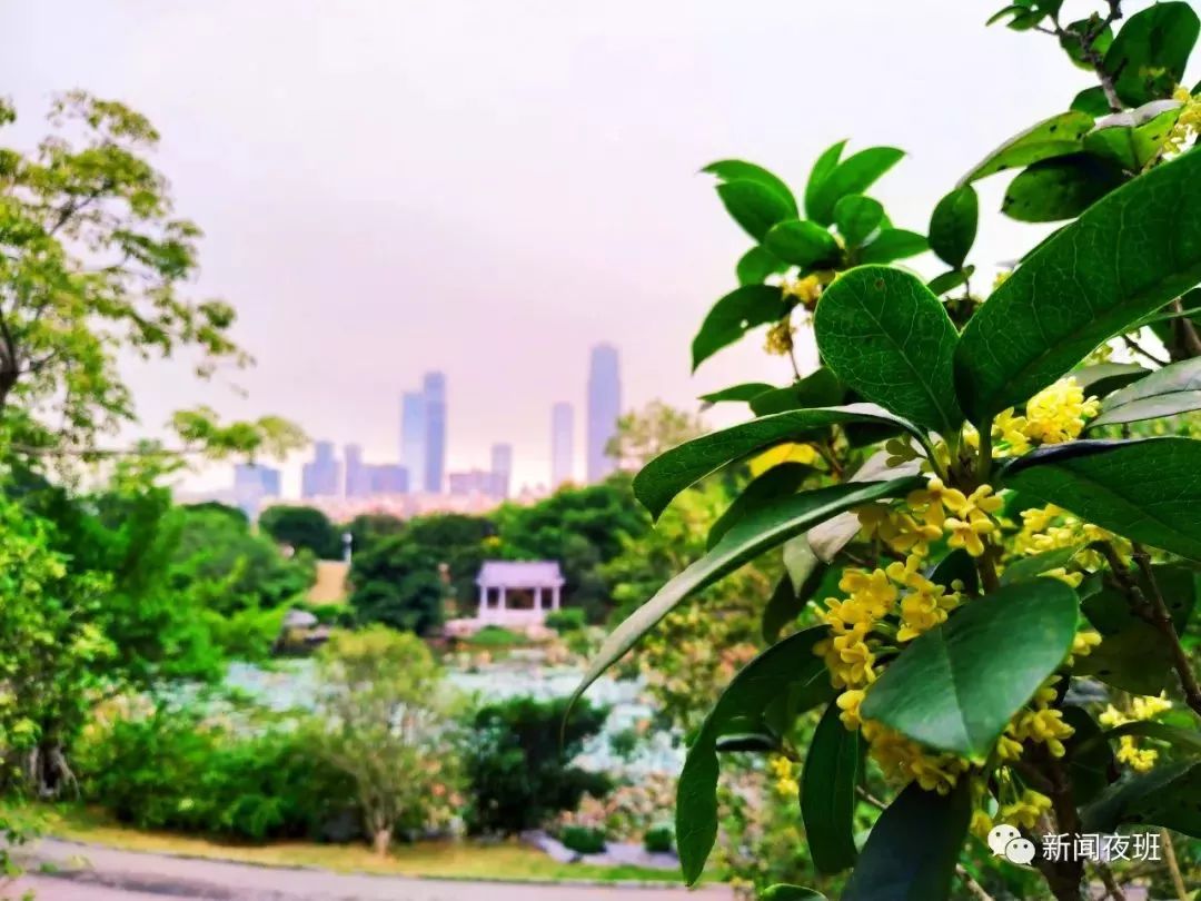 這樣的氣溫正好適合桂花的開放,在南寧青秀山桂花園,這裡的桂花已經