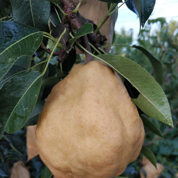 丑梨树苗长得丑但膳食纤维高而热量不高