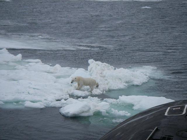 原创俄罗斯潜艇遇到北极熊当气候变得更温暖这种相遇会越来越多