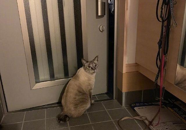 原创喵界好伙伴日本强台风来袭橘猫带被锁门外的狸花猫进屋避难