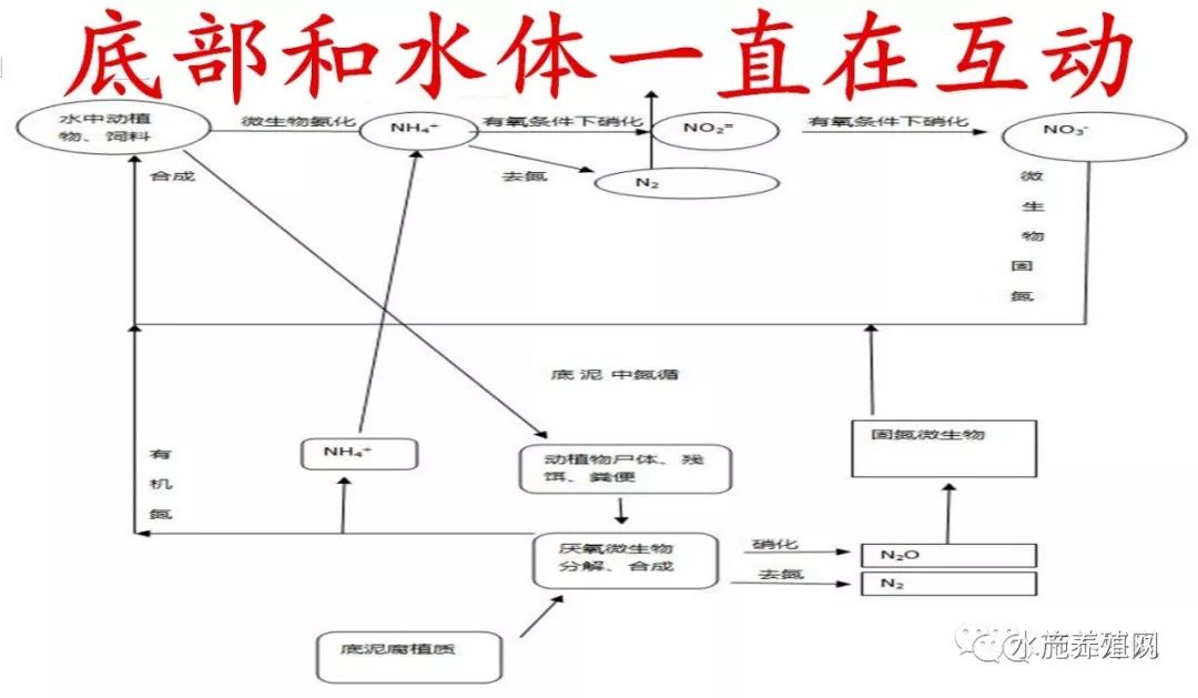 调水越调水越差改底越改底越差可能是你不了解这些生物化学反应