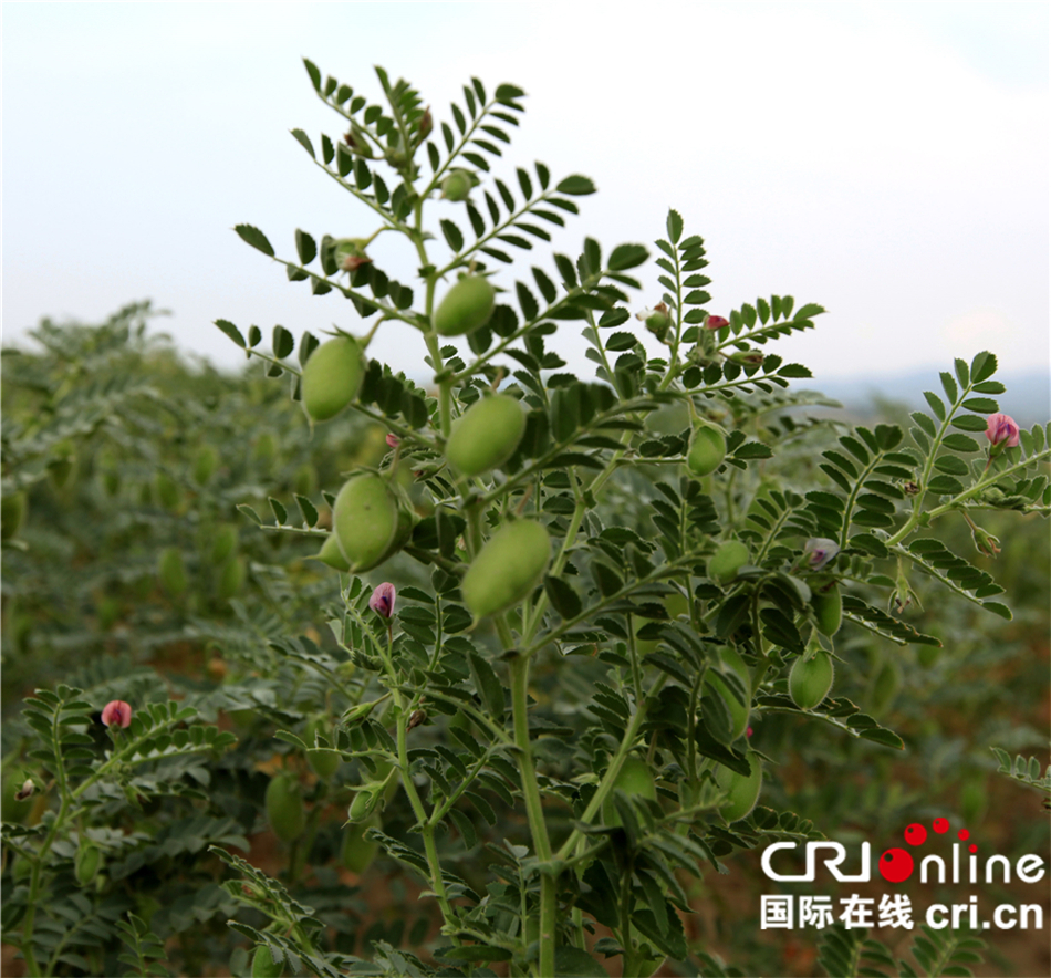 【中外媒体走进新疆】鹰嘴豆种植带动木垒县实现精准扶贫