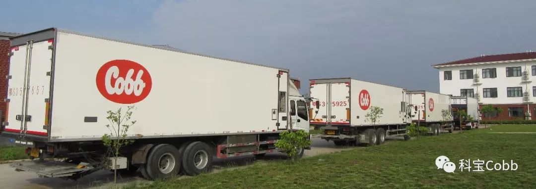 在运输过程中为雏鸡创造更好的环境