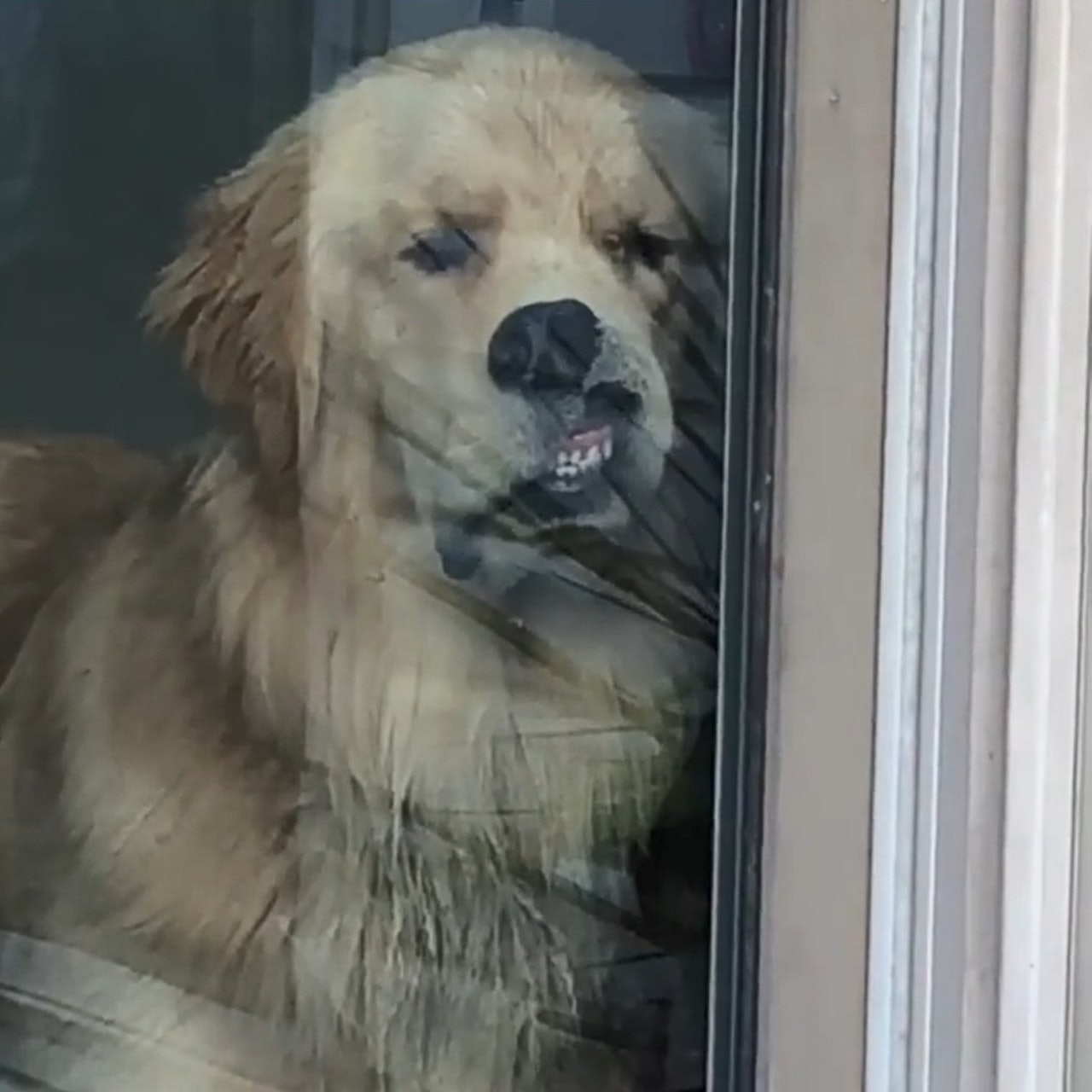 下一秒摆出厌世脸,表情幽怨又搞笑!