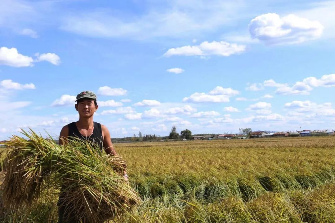 产地食材五常在黑土地里种五谷和稻花香大米一起丰收入库
