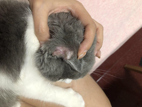 英短猫癣症状英短猫癣有哪些特征