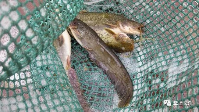 这种鱼真这么脏?真相来了_鲶鱼