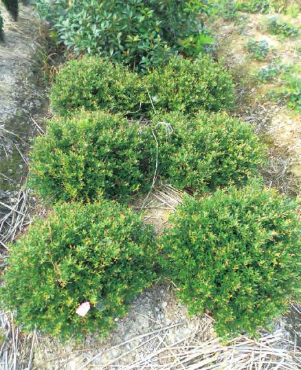 冬青先令扦插繁殖