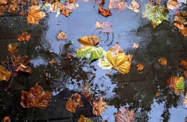 伤感秋雨落叶凄凉图片图片