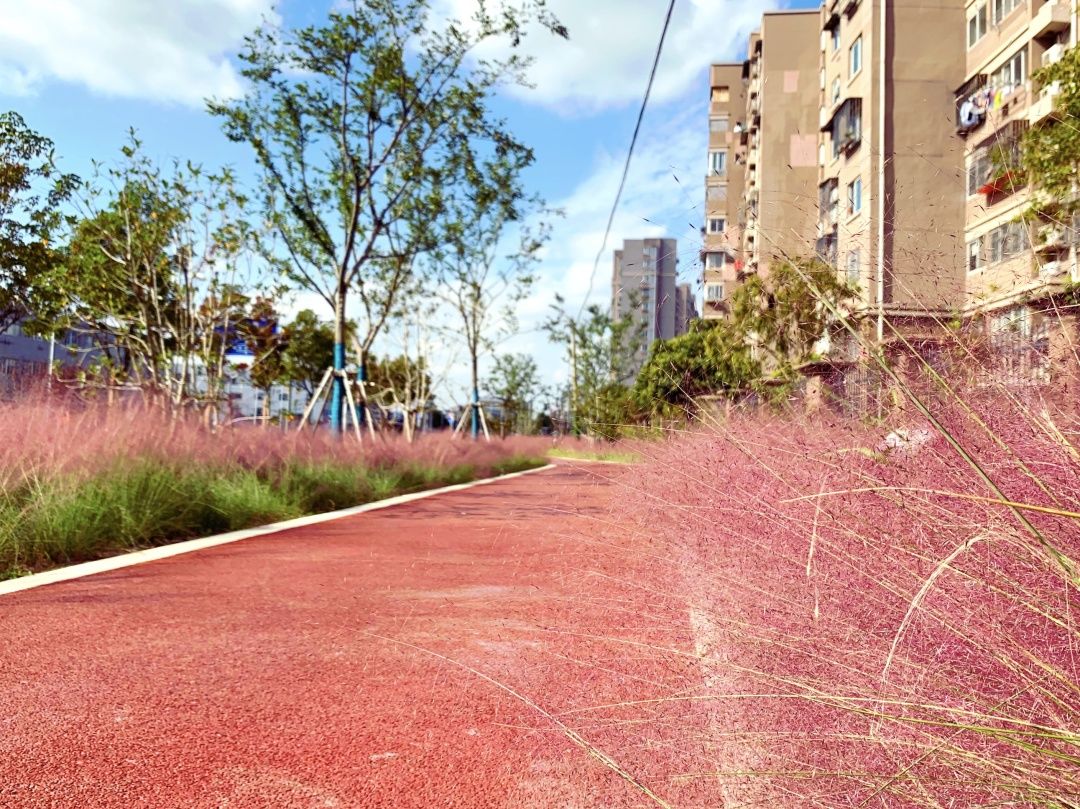 御桥又一大波新景观精现美轮美奂粉黛草街心健身绿地口袋公园趁着周末