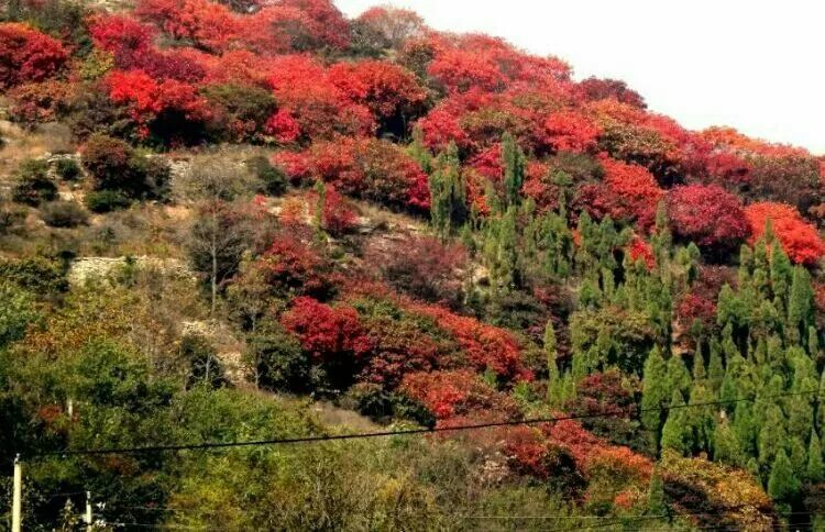 一起去赏最后的秋色!三王峪山水风景园_红叶