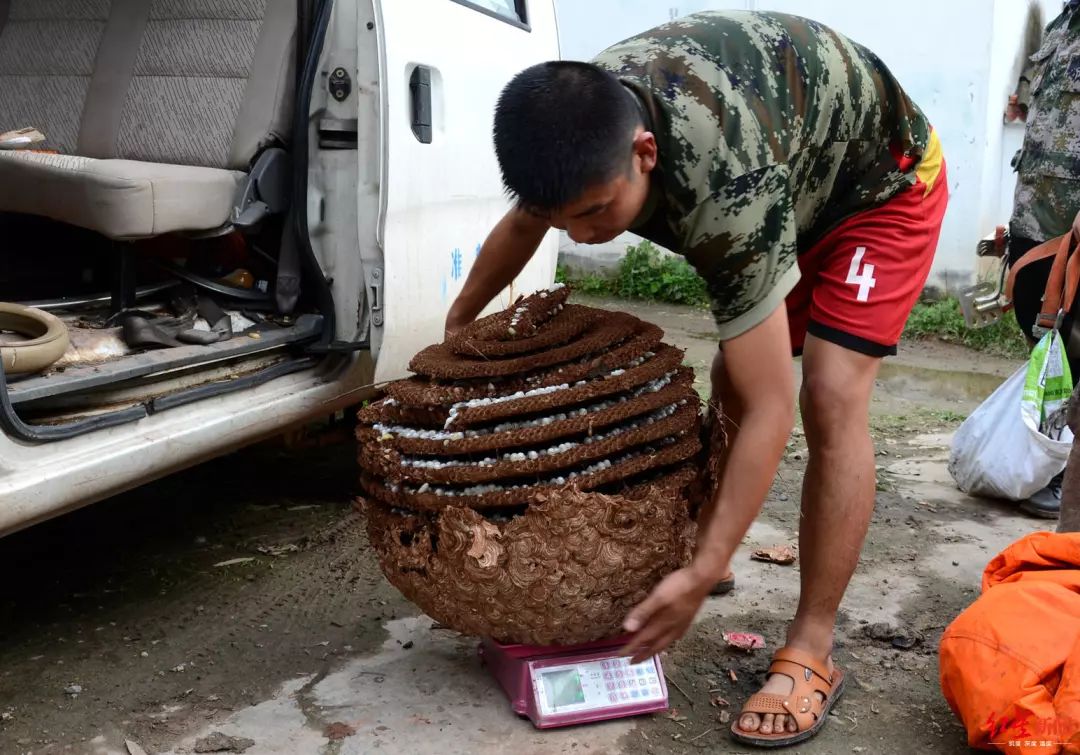 山东小伙消防退伍后专职在川摘马蜂窝摘数百个赚了上万元