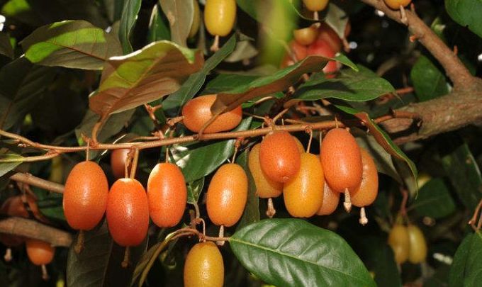 农村这种常见的野果,很多人不认识,口感独特,如今卖到50一斤