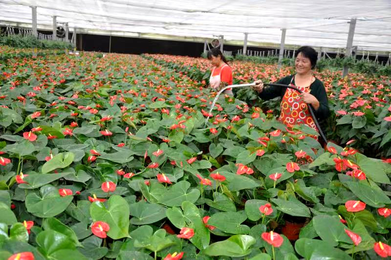 2019年10月26日,灌南县现代农业示范园区,花卉工人精心呵护着花草.