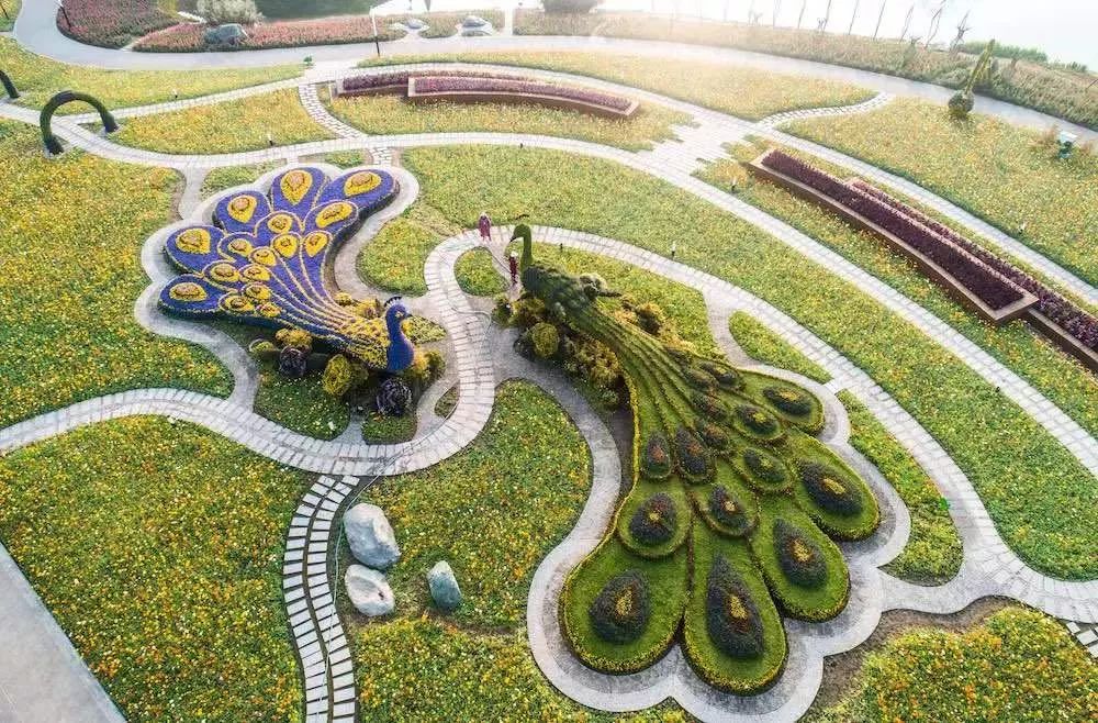 约起来~锦绣安仁花卉公园 菊花展即将开展!