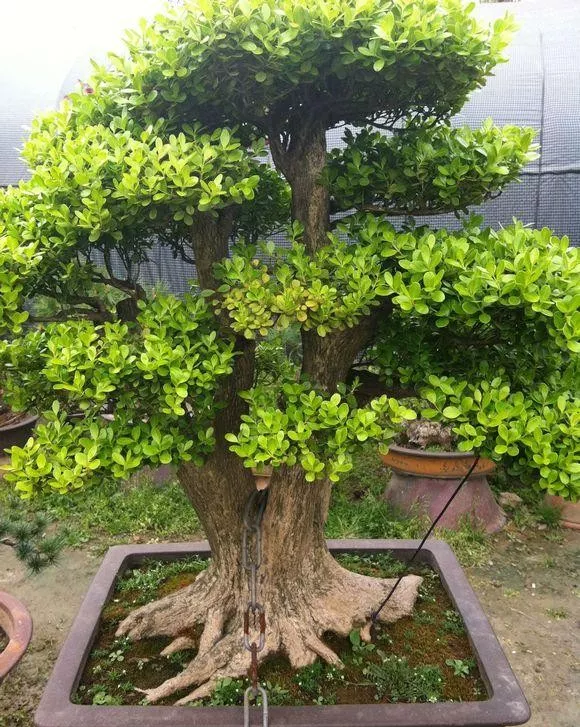 原创10年前一盆上万10年后一盆十块烂大街的黄杨被玩坏的盆景