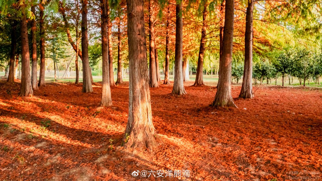 六安網紅小樹林中央公園紅杉樹