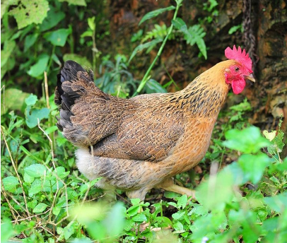 肉鸡场场址选择有哪些要求