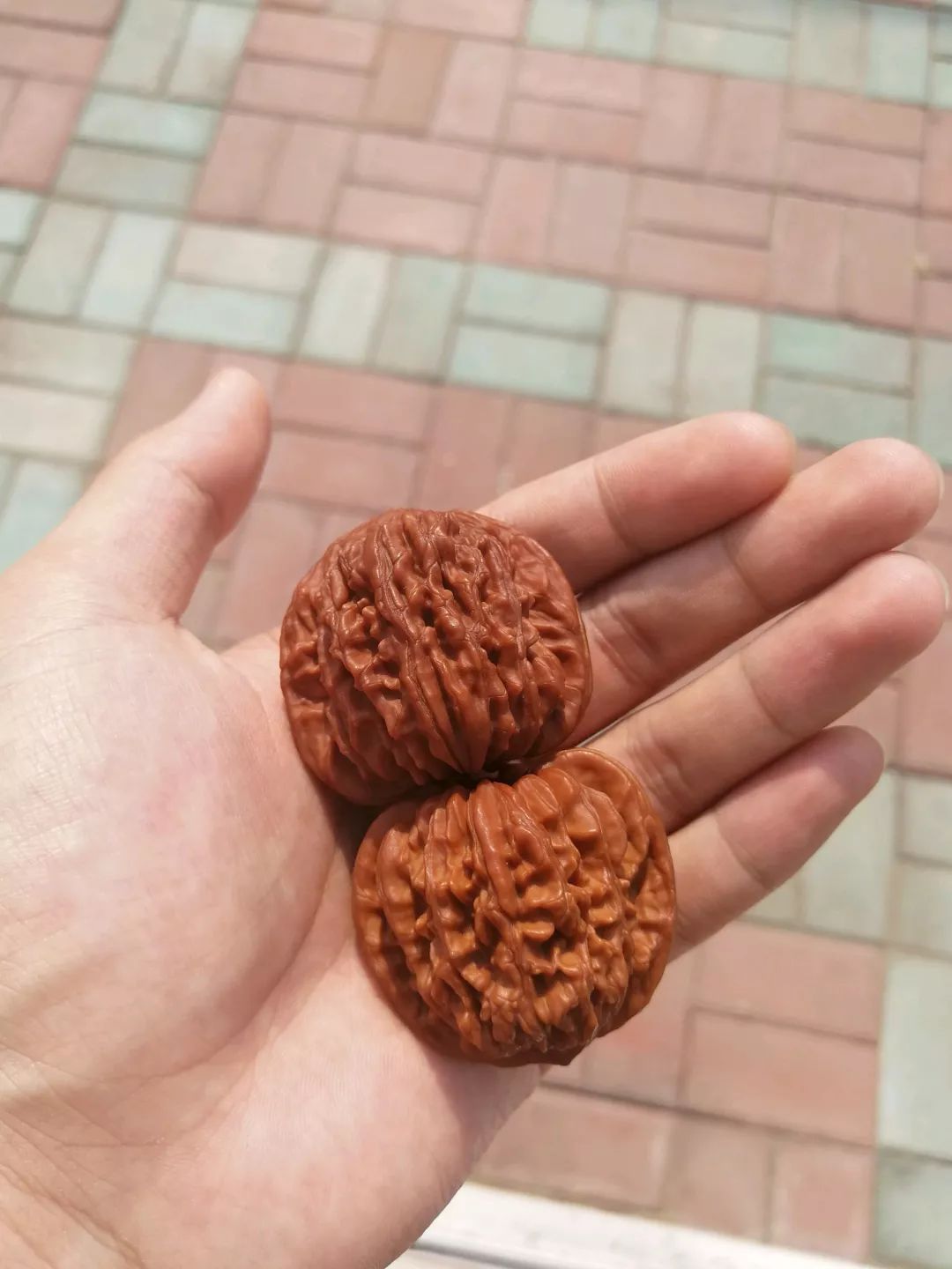 铁核桃放着不盘也能红?