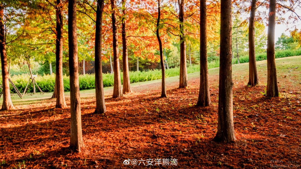 六安網紅小樹林中央公園紅杉樹