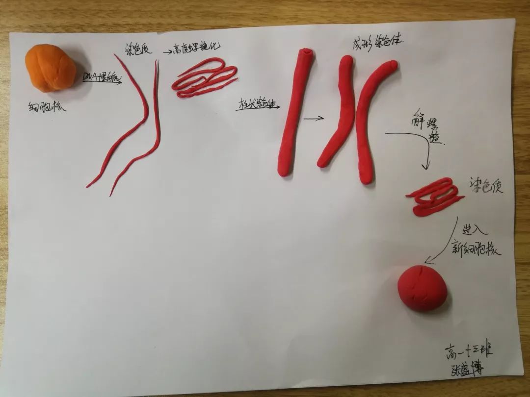 染色质结构模型图片
