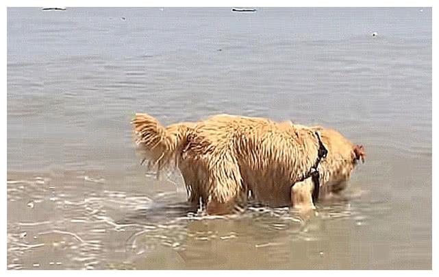 狗狗去海邊玩一頭紮進水裡後，看到咬出來的東西，讓人目瞪口呆 寵物 第1張