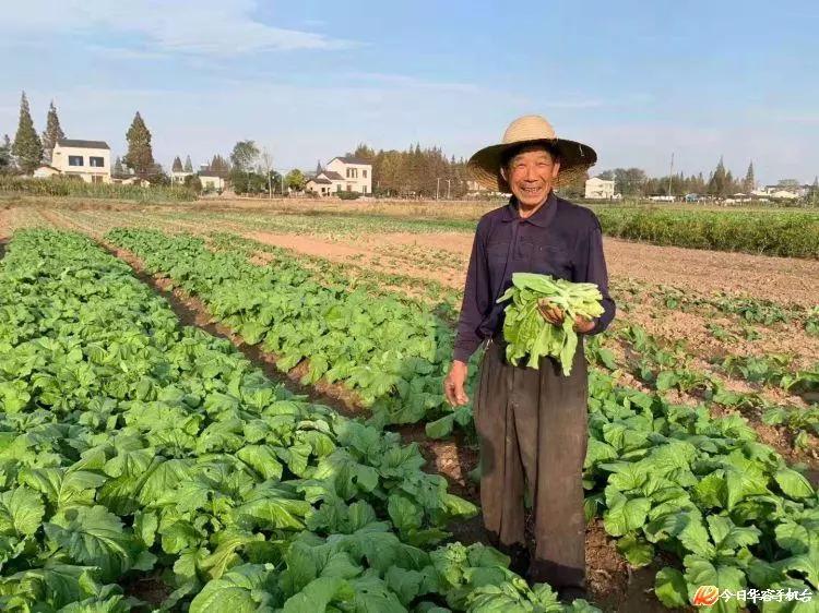 华容县芥菜小镇图片