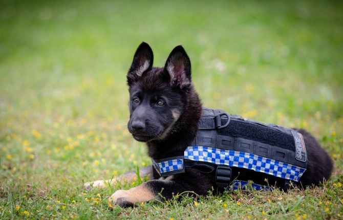 小警犬才45天大就要参加各种考试不及格就会被开除