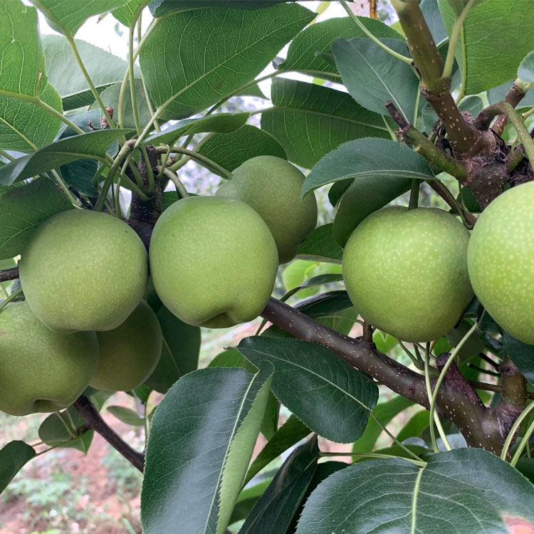 苏脆一号梨树苗:早熟梨中品质最好的品种