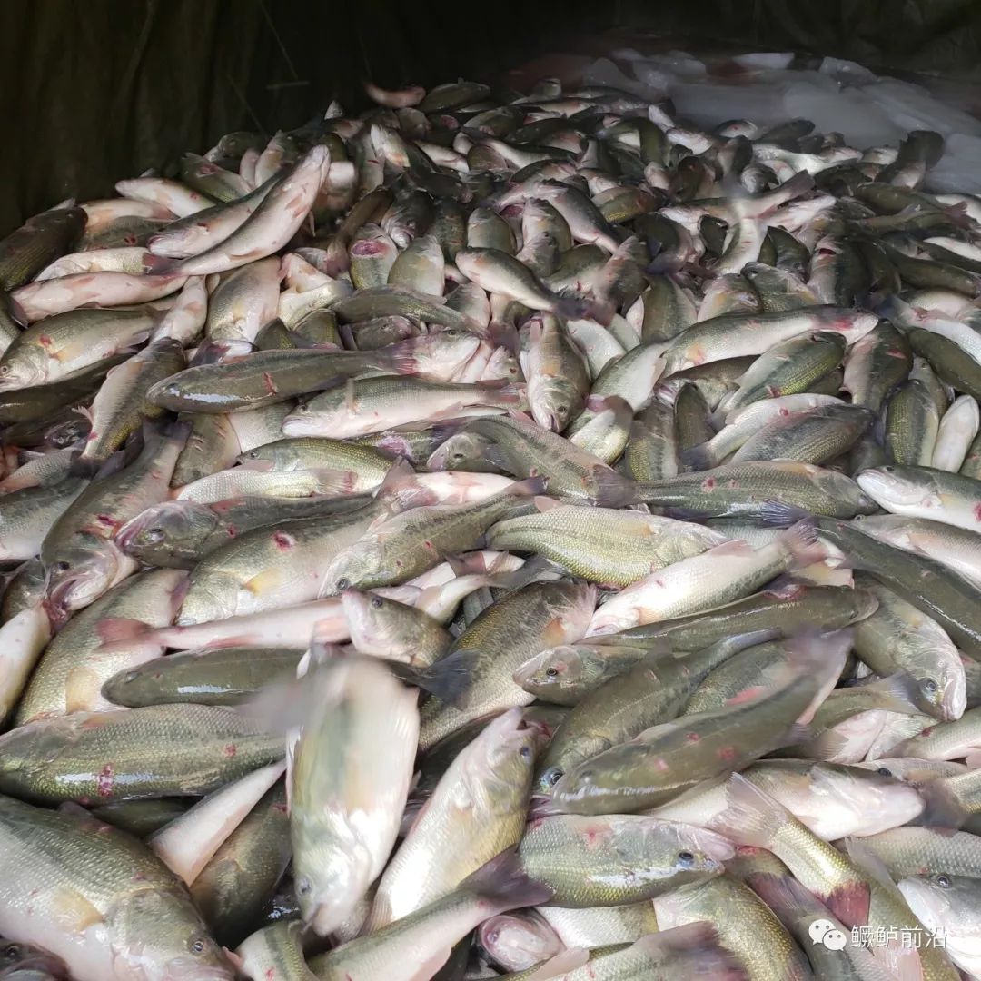 新鱼 病鱼蜂拥上市,鱼价持续回落 |加州鲈一周行情