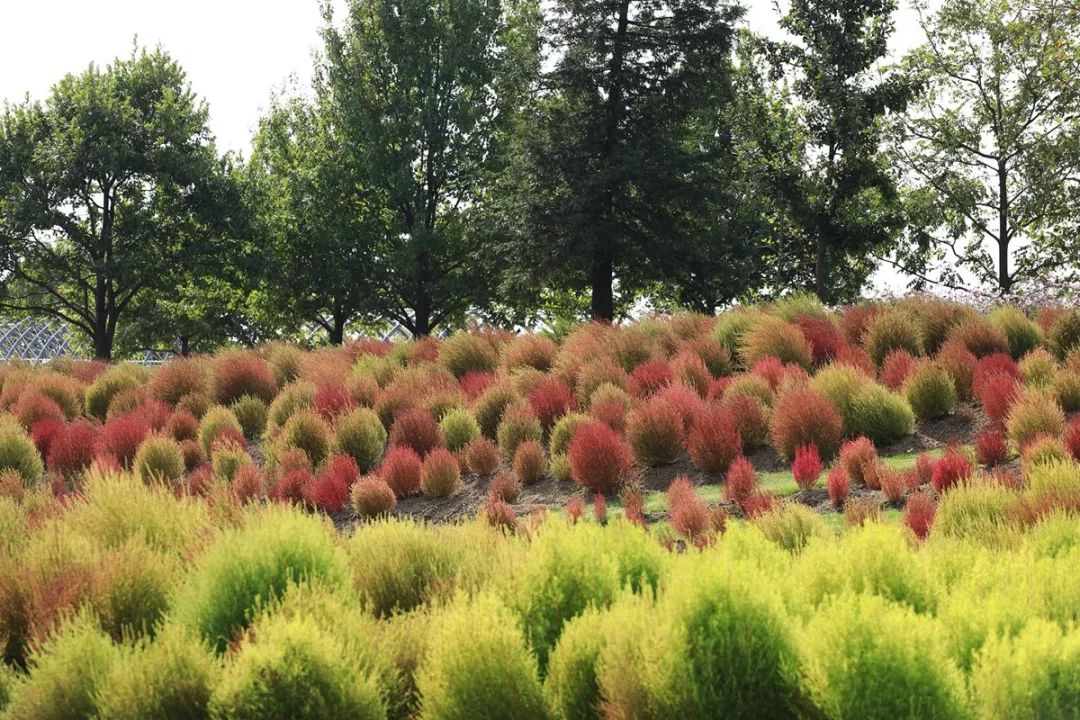 辰山植物园萌萌哒地肤迎来最佳观赏期打卡须趁早
